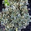 Garden Goods Direct Shrubs Silver King Euonymus