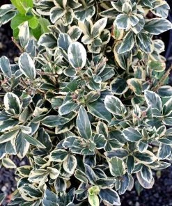 Garden Goods Direct Shrubs Silver King Euonymus