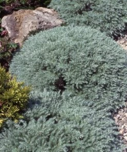 Garden Goods Direct Silver Mound Artemisia Perennials