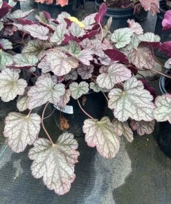 Garden Goods Direct Perennials Heuchera Silver Scrolls