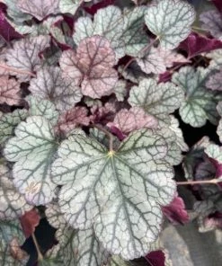 Garden Goods Direct Perennials Heuchera Silver Scrolls