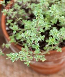 Garden Goods Direct Perennials Silver Thyme 7 Garden Goods Direct Perennials Silver Thyme