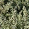 Garden Goods Direct Perennials Silver Thyme