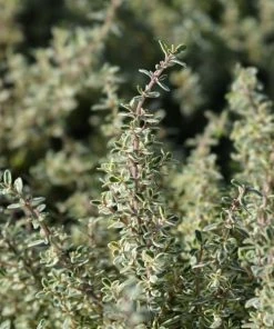 Garden Goods Direct Perennials Silver Thyme