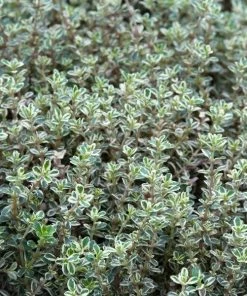 Garden Goods Direct Perennials Silver Thyme
