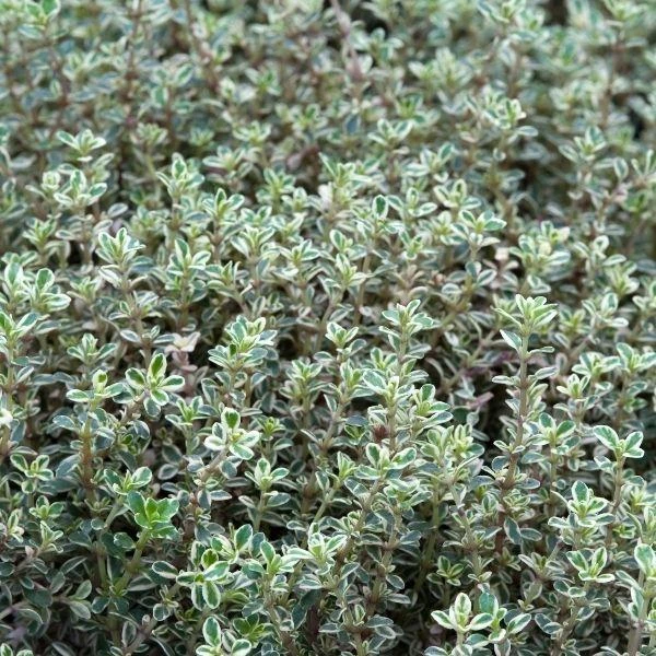 Garden Goods Direct Perennials Silver Thyme 2 Garden Goods Direct Perennials Silver Thyme