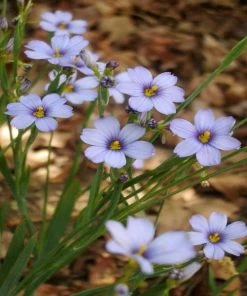 Garden Goods Direct Blue-Eyed Grass Perennials 7 Garden Goods Direct Blue-Eyed Grass Perennials
