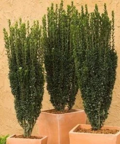 Garden Goods Direct Shrubs Sky Pencil Holly