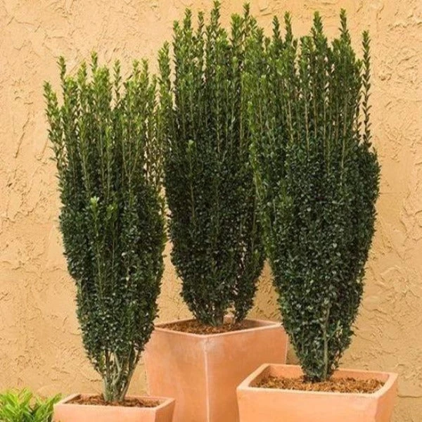 Garden Goods Direct Shrubs Sky Pencil Holly 1 Garden Goods Direct Shrubs Sky Pencil Holly
