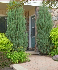 Garden Goods Direct Skyrocket Juniper