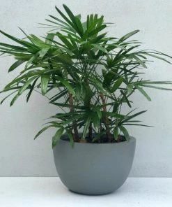 Garden Goods Direct Lady Palm
