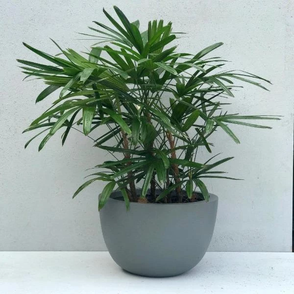 Garden Goods Direct Lady Palm 1 Garden Goods Direct Lady Palm