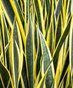 Garden Goods Direct Black Gold Snake Plant