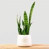 Garden Goods Direct Zeylanica Snake Plants House Plants
