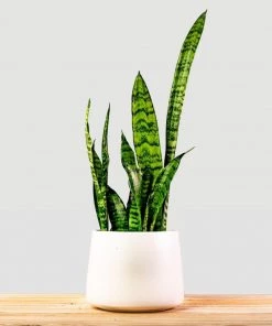 Garden Goods Direct Zeylanica Snake Plants House Plants