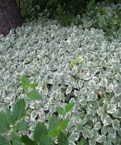 Garden Goods Direct Snow On The Mountain