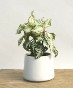 Garden Goods Direct Snow White Zebra Plants House Plants