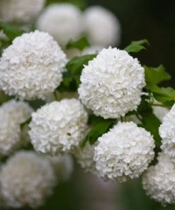 Garden Goods Direct Snowball Bush Shrubs