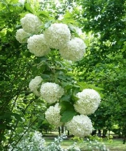 Garden Goods Direct Snowball Bush Shrubs