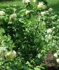 Garden Goods Direct Snowball Bush Shrubs