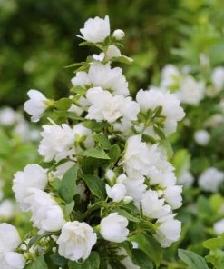 Garden Goods Direct Mock Orange Snowbelle