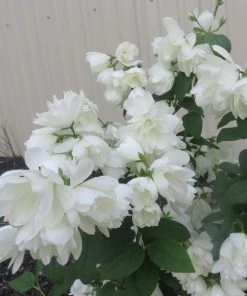 Garden Goods Direct Mock Orange Snowbelle 6 Garden Goods Direct Mock Orange Snowbelle