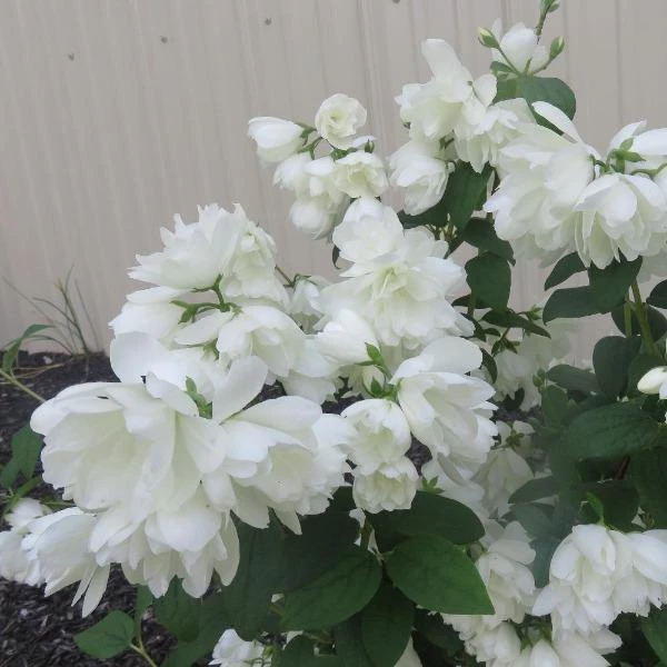 Garden Goods Direct Mock Orange Snowbelle 3 Garden Goods Direct Mock Orange Snowbelle