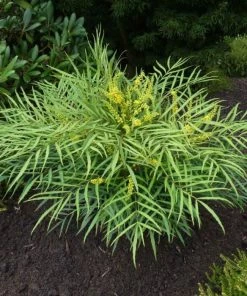 Garden Goods Direct Shrubs Soft Caress Mahonia