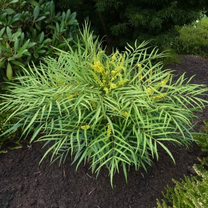 Garden Goods Direct Shrubs Soft Caress Mahonia 2 Garden Goods Direct Shrubs Soft Caress Mahonia
