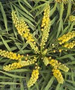Garden Goods Direct Shrubs Soft Caress Mahonia 7 Garden Goods Direct Shrubs Soft Caress Mahonia