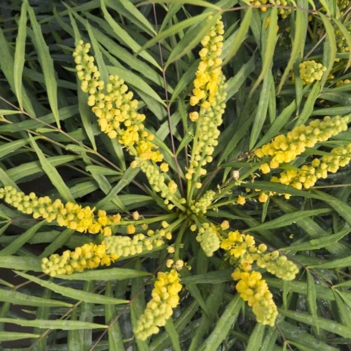 Garden Goods Direct Shrubs Soft Caress Mahonia 4 Garden Goods Direct Shrubs Soft Caress Mahonia