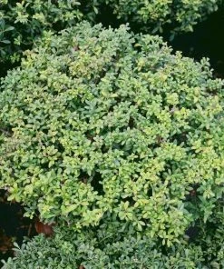 Garden Goods Direct Soft Touch Holly Shrub