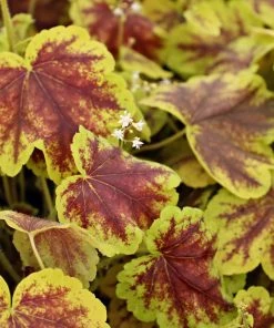 Garden Goods Direct Perennials Heucherella Solar Eclipse