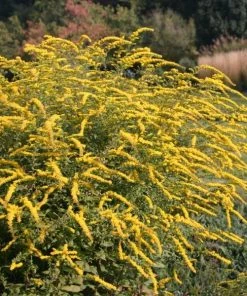 Garden Goods Direct Solidago Fireworks Perennials
