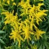 Garden Goods Direct Solidago Solar Cascade Perennials