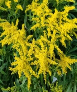 Garden Goods Direct Solidago Solar Cascade Perennials