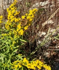 Garden Goods Direct Solidago Solar Cascade Perennials