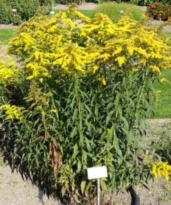 Garden Goods Direct Solidago Solar Cascade Perennials
