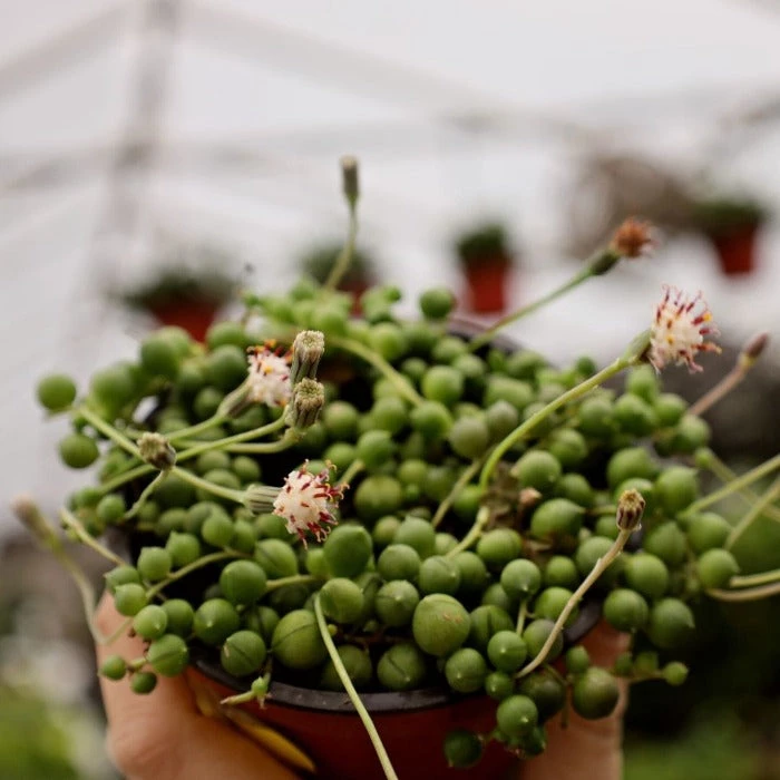 Garden Goods Direct String Of Pearls Plant House Plants 2 Garden Goods Direct String Of Pearls Plant House Plants