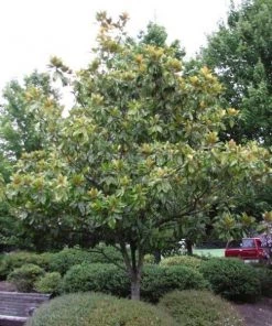 Garden Goods Direct Little Gem Magnolia