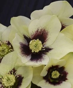 Garden Goods Direct Helleborus Spanish Flare