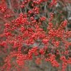Garden Goods Direct Sparkleberry Winterberry