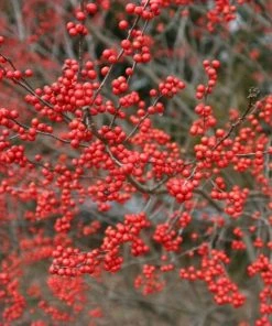 Garden Goods Direct Sparkleberry Winterberry