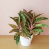 Garden Goods Direct House Plants Aglaonema Sparkling Sarah