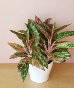 Garden Goods Direct House Plants Aglaonema Sparkling Sarah