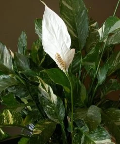 Garden Goods Direct Domino Variegated Peace Lily House Plants