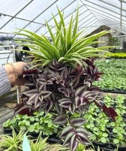 Garden Goods Direct Spider Plant Wandering Jew Combo Pot House Plants