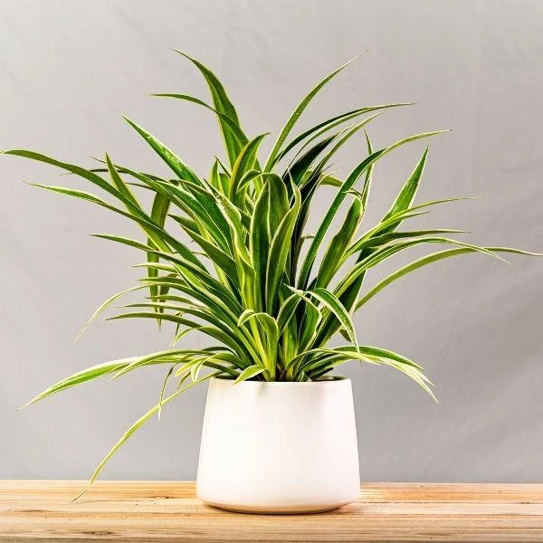 Garden Goods Direct Spider Plant 2 Garden Goods Direct Spider Plant