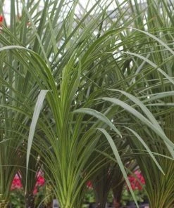 Garden Goods Direct Dracaena Spike Annuals