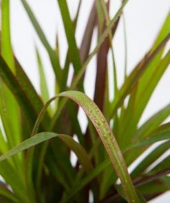 Garden Goods Direct Dracaena Spike Annuals